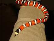 Handling a Arizona Mountain King Snake