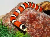 Arizona Mountain Kingsnake