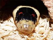 Arizona Mountain King Snake