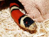 Arizona Mountain King Snake 