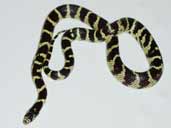 Saddleninja's Californian King Snake