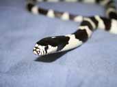 Mancunian's California King Snake- black & White