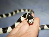 Mancunian's California King Snake