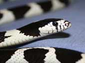 Mancunian's California King snake 2