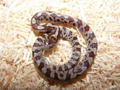 Eastern Milksnake - L.t.triangulum