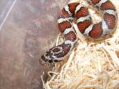 Eastern Milksnake