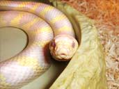 Albino California King Snake in water bowl