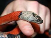 Grey Banded Kingsnake being handled