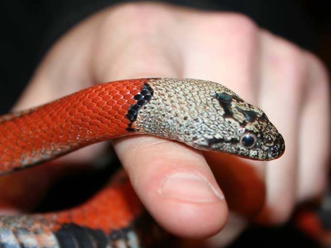 Grey-banded Kingsnake