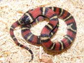 Jalisco Milk Snake - L.t. Arcifera