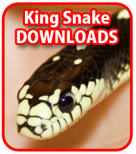 King Snake downloads