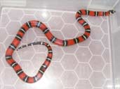 Stuart's milk snake - Lampropeltis triangulum stuarti