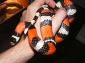 Apricot Pueblam Milksnake - Lampropeltis triangulum campbelli