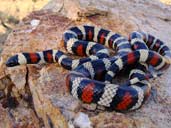 California Mountain Kingsnake - Photo by Matt Jeppson