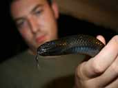 Mexican Black King Snake with Lewy