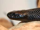 Mexican Black King Snake