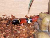 Mexican Milksnake in Vivarium