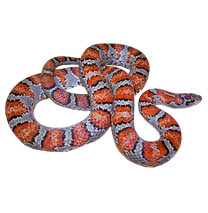 Mexican Kingsnakes - Lampropeltis Mexicana - Photo by Mark Kenderdine