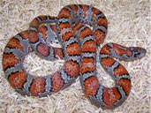 Lampropeltis mexicana mexicana Mark Kenderdine