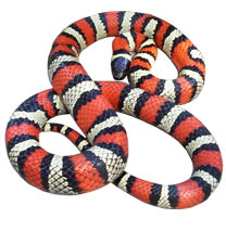 Ruthven's Kingsnake - Original Photograph by Mark Kenderdine aka. Crimson King