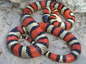 Ruthven's kingsnake - Photograph by Mark Kenderdine aka. Crimson King