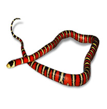 Sonora Mountain Kingsnake Care sheet