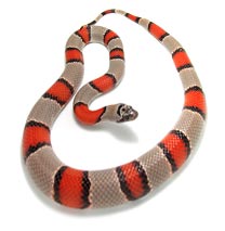 Grey Banded King Snake