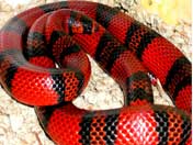 Milk snake coiled in Viv