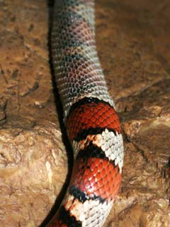 Variable Kingsnake shedding it's skin