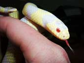 Albino California King snake