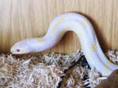 Albino California King Snake