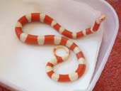 Albino Nelson's Milk Snake