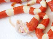 Albino Nelsons Milksnake