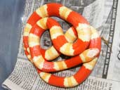 Albino Peach Honduran Milk Snake