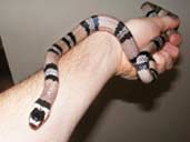 Anery Honduran Milk Snake