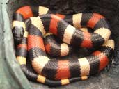 Apricot Pueblan Milksnake coiled