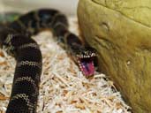 Blothched Kingsnake with mouth open