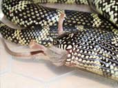 Blotched Kingsnake eating a mouse