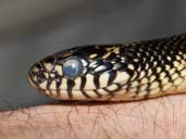 Blotched King Snake