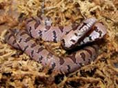 Virginia Locale Mole King Snake