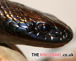 The King Snake.co.uk Desktop Wallpaper Download