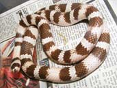 Ghost morph Honduran Milksnake