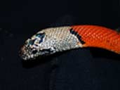 Grey-banded Kingsnake - Lampropeltis alterna