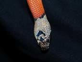 Lampropeltis alterna grey-banded kingsnake