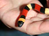 Hatchling Apricot Pueblan milksnake being handled