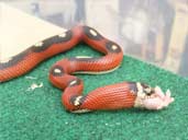 Striped Splotched Sinaloan Milksnake