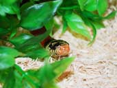 Striped splotched sinaloan milk snake hiding