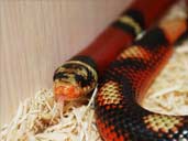 Striped Splotched  Sinaloan Milk Snake
