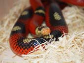 Striped splotched Sinaloan milk snake