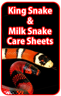 King Snake and Milk Snake caresheets